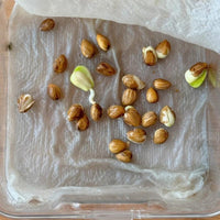 Grow Your Own Juicy Red Cherries: 30 Sweet Cherry Seeds for Lush Home Orchards & Backyard Gardens