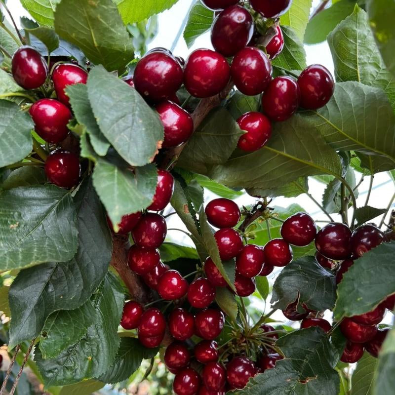 Grow Your Own Juicy Red Cherries: 30 Sweet Cherry Seeds for Lush Home Orchards & Backyard Gardens