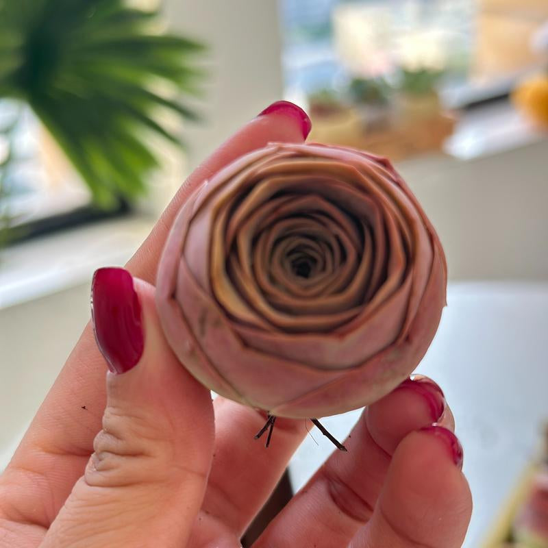 6-Pack of Ever-Blooming Rose Succulent Plants - Ideal Gift for Any Occasion & Perfect All-Season Home and Office Decor!