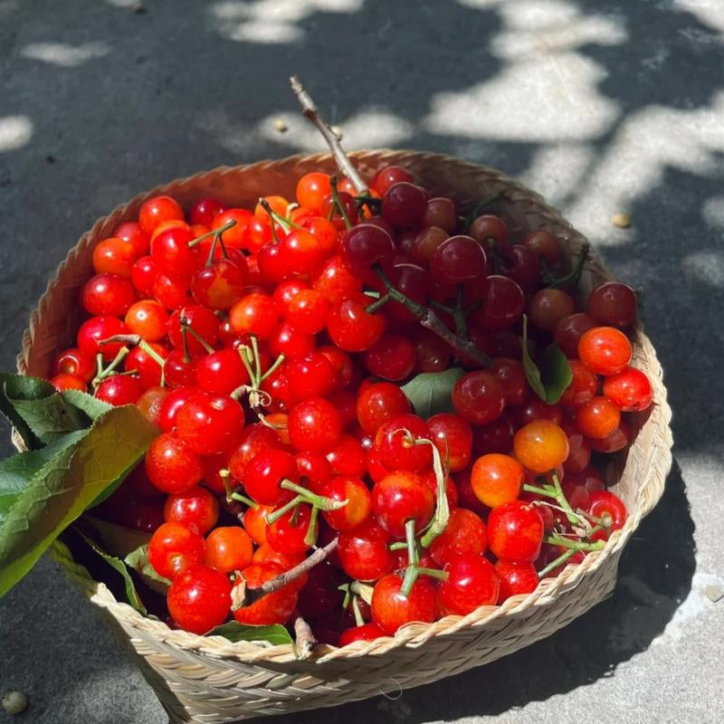 Grow Your Own Juicy Red Cherries: 30 Sweet Cherry Seeds for Lush Home Orchards & Backyard Gardens