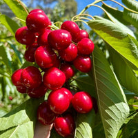Grow Your Own Juicy Red Cherries: 30 Sweet Cherry Seeds for Lush Home Orchards & Backyard Gardens