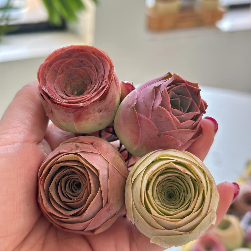 6-Pack of Ever-Blooming Rose Succulent Plants - Ideal Gift for Any Occasion & Perfect All-Season Home and Office Decor!