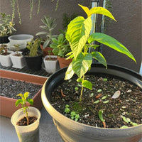 Grow Your Own Juicy Red Cherries: 30 Sweet Cherry Seeds for Lush Home Orchards & Backyard Gardens