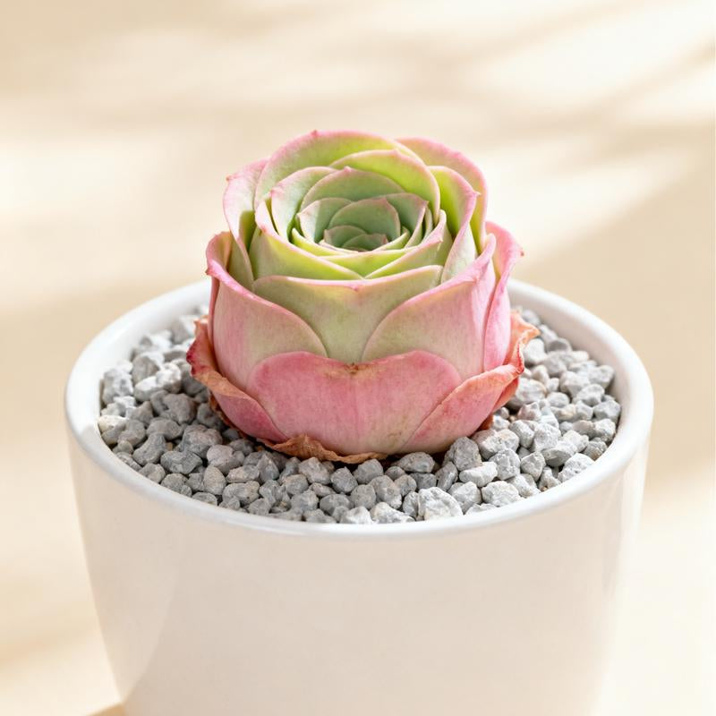 6-Pack of Ever-Blooming Rose Succulent Plants - Ideal Gift for Any Occasion & Perfect All-Season Home and Office Decor!