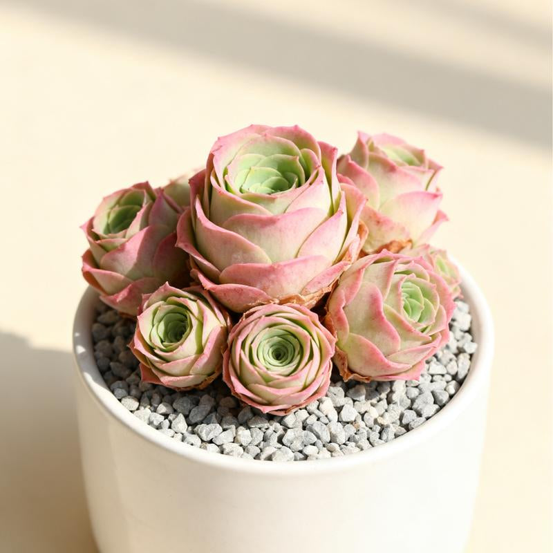 6-Pack of Ever-Blooming Rose Succulent Plants - Ideal Gift for Any Occasion & Perfect All-Season Home and Office Decor!