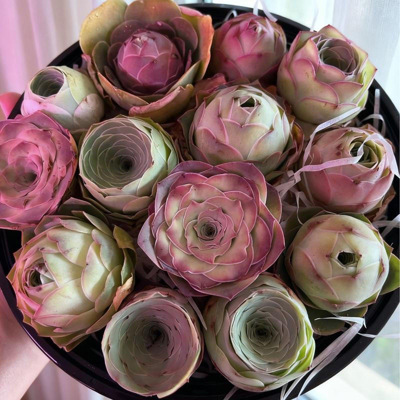 6-Pack of Ever-Blooming Rose Succulent Plants - Ideal Gift for Any Occasion & Perfect All-Season Home and Office Decor!