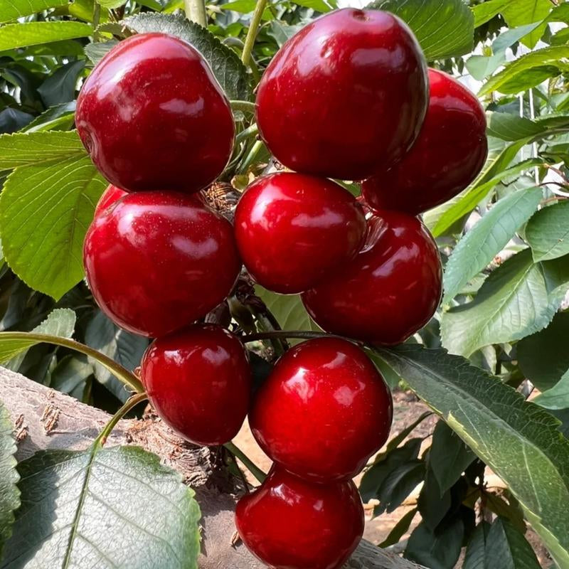 Grow Your Own Juicy Red Cherries: 30 Sweet Cherry Seeds for Lush Home Orchards & Backyard Gardens