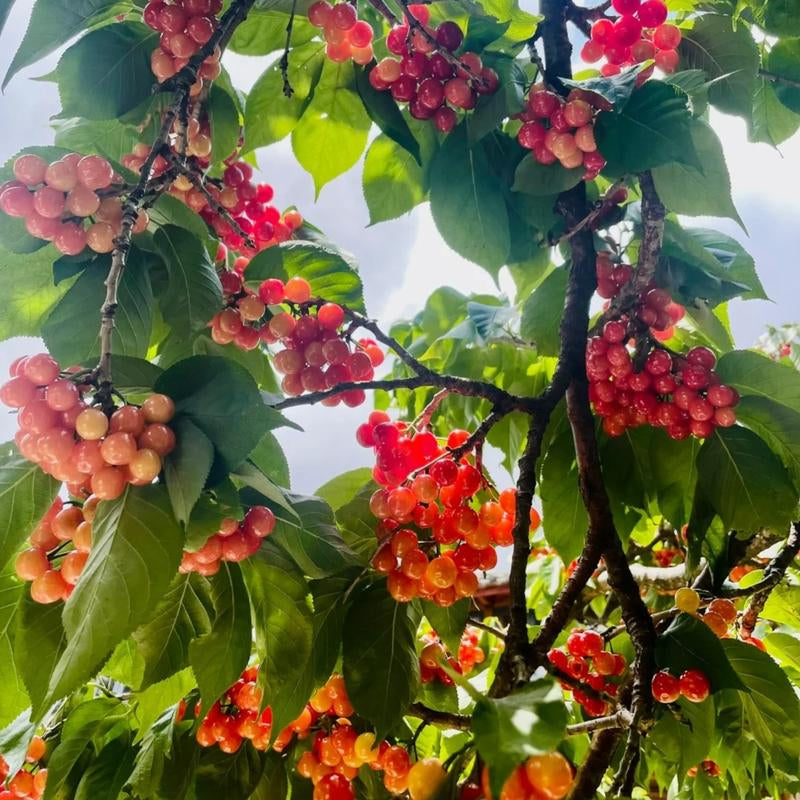 Grow Your Own Juicy Red Cherries: 30 Sweet Cherry Seeds for Lush Home Orchards & Backyard Gardens