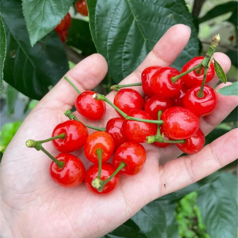 Grow Your Own Juicy Red Cherries: 30 Sweet Cherry Seeds for Lush Home Orchards & Backyard Gardens