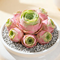 6-Pack of Ever-Blooming Rose Succulent Plants - Ideal Gift for Any Occasion & Perfect All-Season Home and Office Decor!