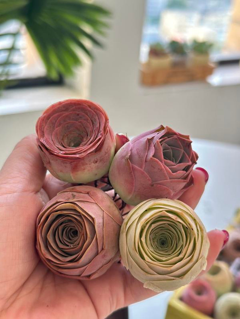 6-Pack of Ever-Blooming Rose Succulent Plants - Ideal Gift for Any Occasion & Perfect All-Season Home and Office Decor!
