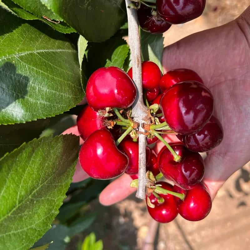 Grow Your Own Juicy Red Cherries: 30 Sweet Cherry Seeds for Lush Home Orchards & Backyard Gardens